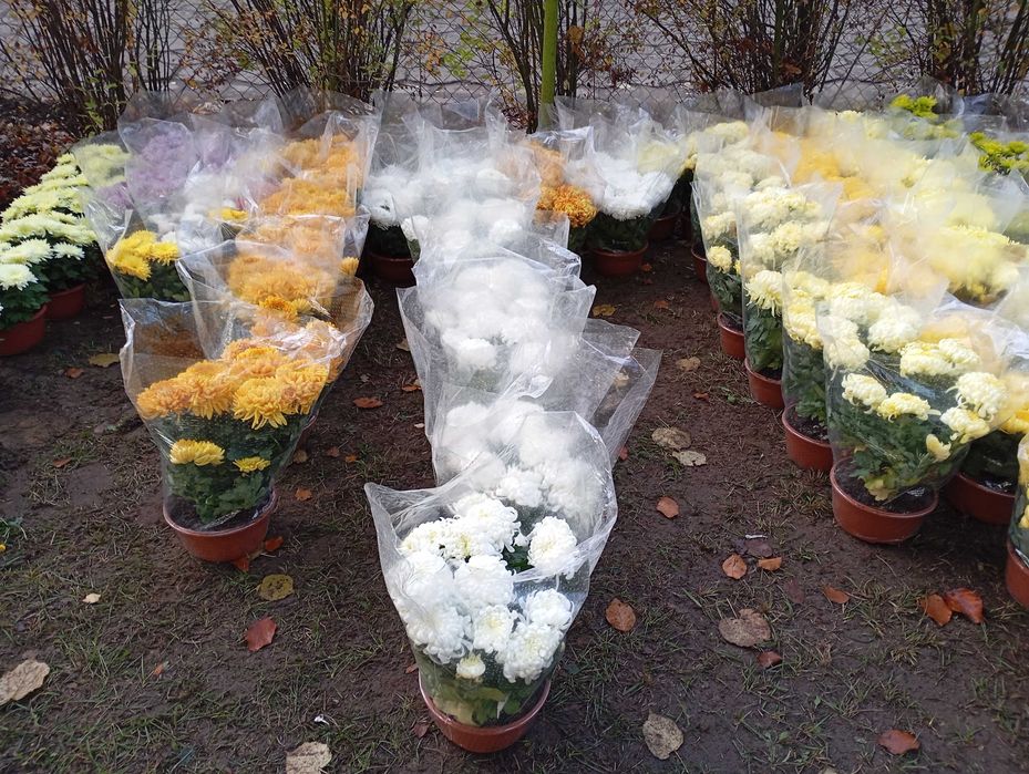 Chryzantemy na cmentarz od 20-40zł
