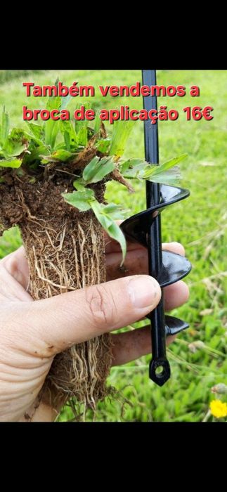 Graminha brasileira (VENDEMOS UMA SOLUÇÃO)