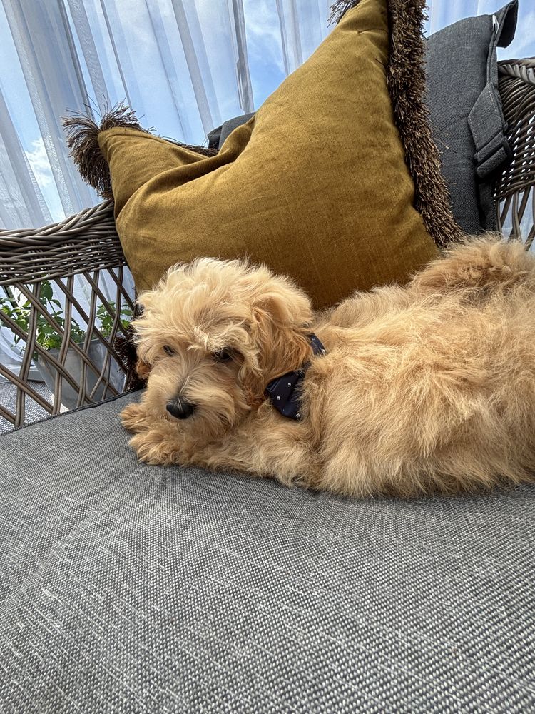Uroczy piesek maltipoo