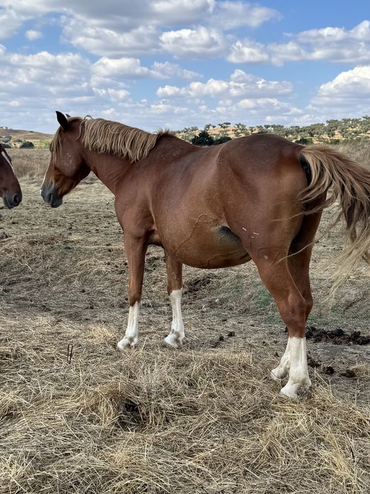 Cavalo engatado e montado manso