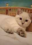 Игривый, милый котёнок