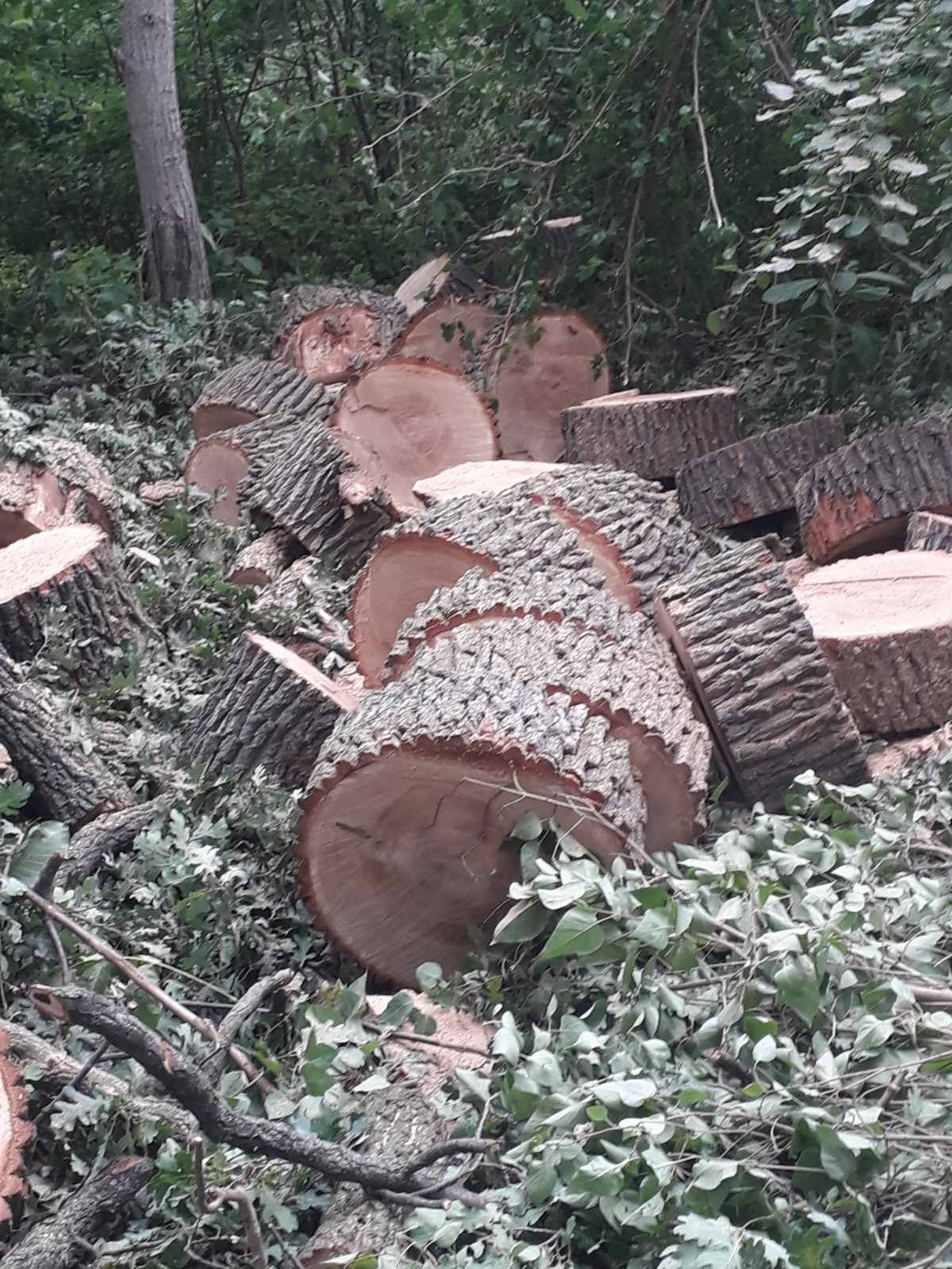 Видалення аварійних дерев Благоустрій Демонтаж.Є послуги ЩЕПОРІЗА