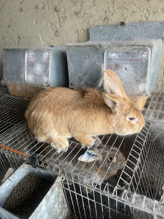 Coelhos leonardo de borgonha x gigante de flandres