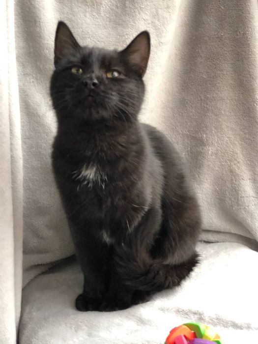 Котик 5 месяцев бесплатно