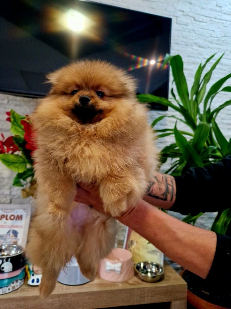 Szpic miniaturowy Pomeranian 2xszczepienia I wyprawka