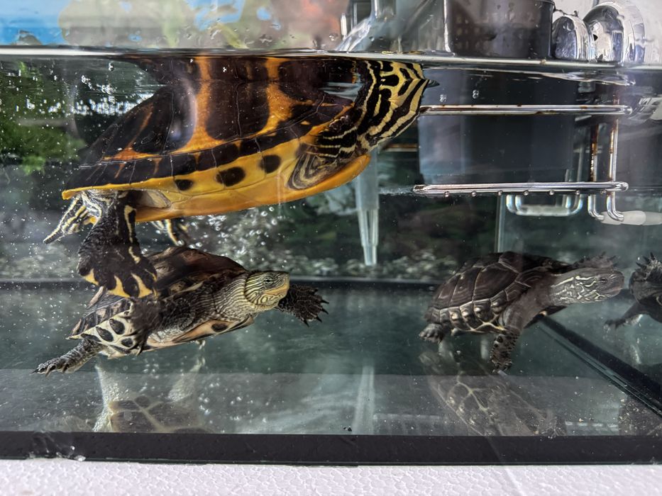 Aquário com 3 tartarugas vivas e saudáveis
