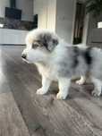 Border Collie Blue Merle Tricolor Pies
