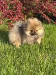Szpic miniaturowy pomeranian malutki chłopczyk