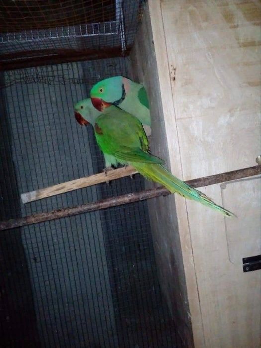 Александрийский попугай