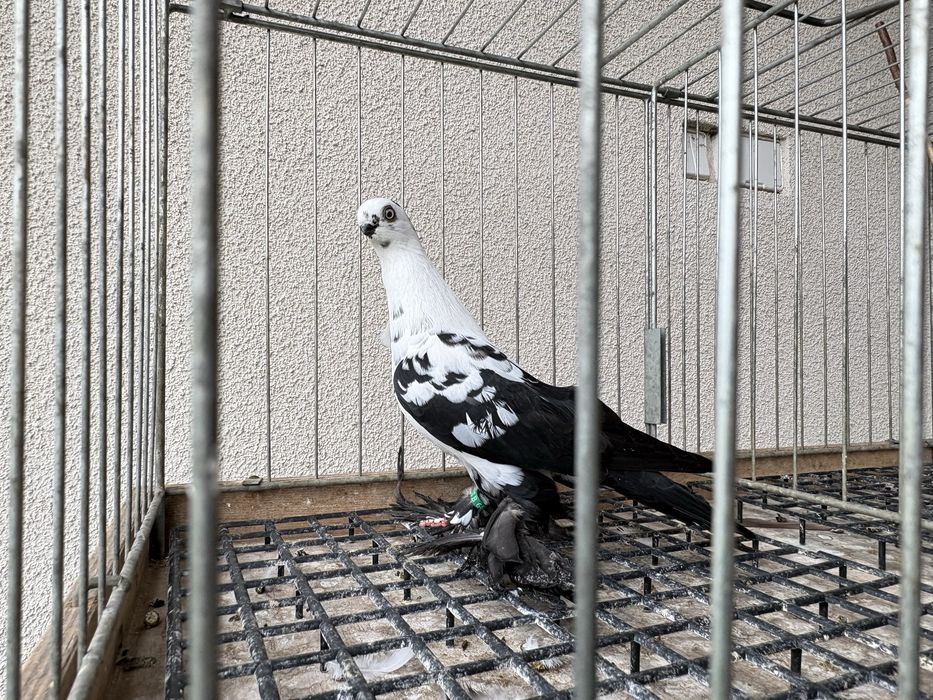 Motyle czarne gołębie ozdobne