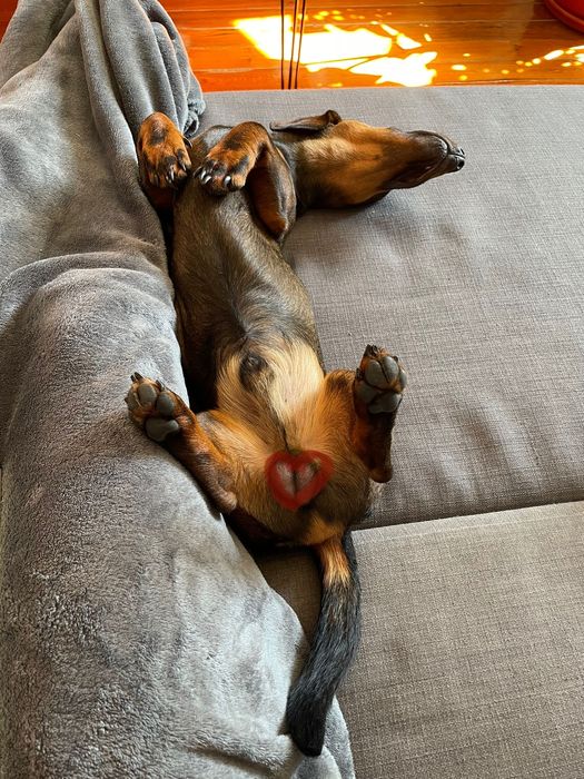 Teckel macho procura menina