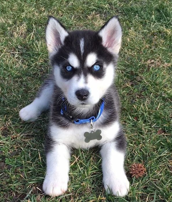 Szczeniak Syberian Husky