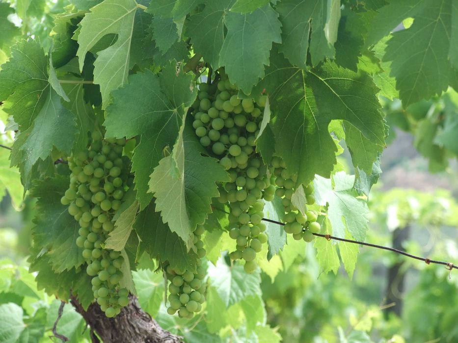 Douro: Quinta com Vinha e Oliveiras