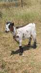 Cabrito anão para venda ou troca