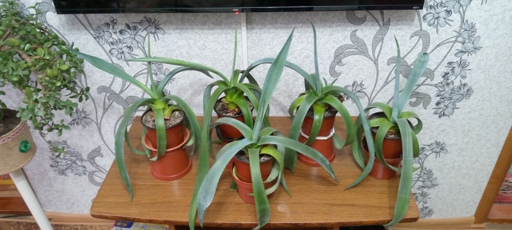 Продам агава вазон