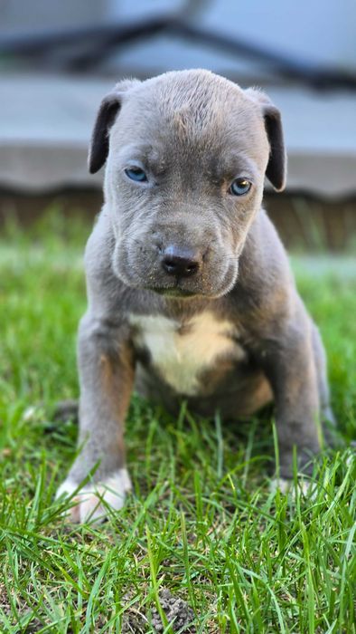 American bully xl