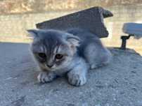 Macho Scottish fold -  3 meses