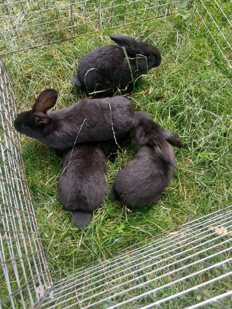 Króliki, młode,samiczki i samiec.