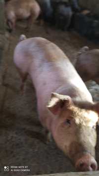 Продам свинину живым весом