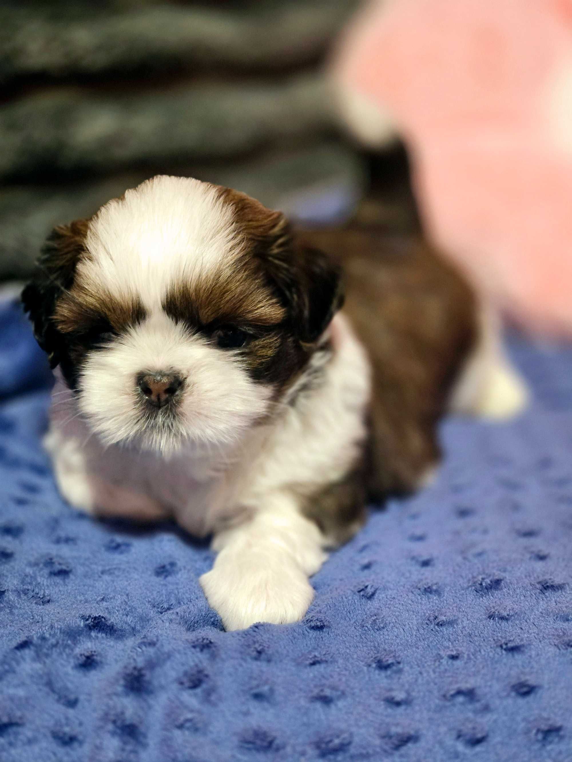 Shih tzu piesek szczeniaczek z rodowodem ZKwP FCI