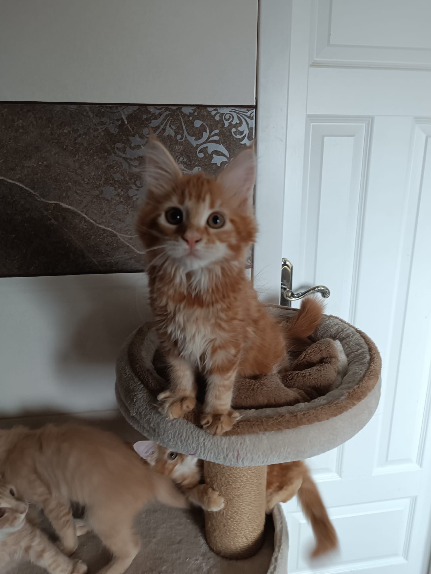 Maine coon FPL.Koteczka,,kot rasowy GOTOWA DO ODBIORU
