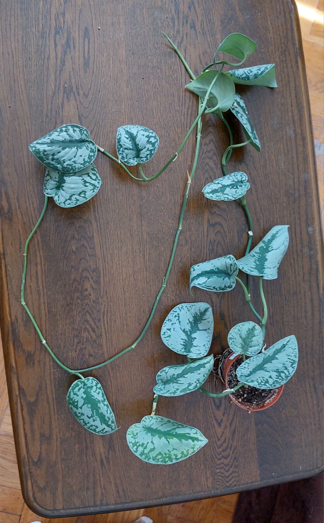 Scindapsus trebie