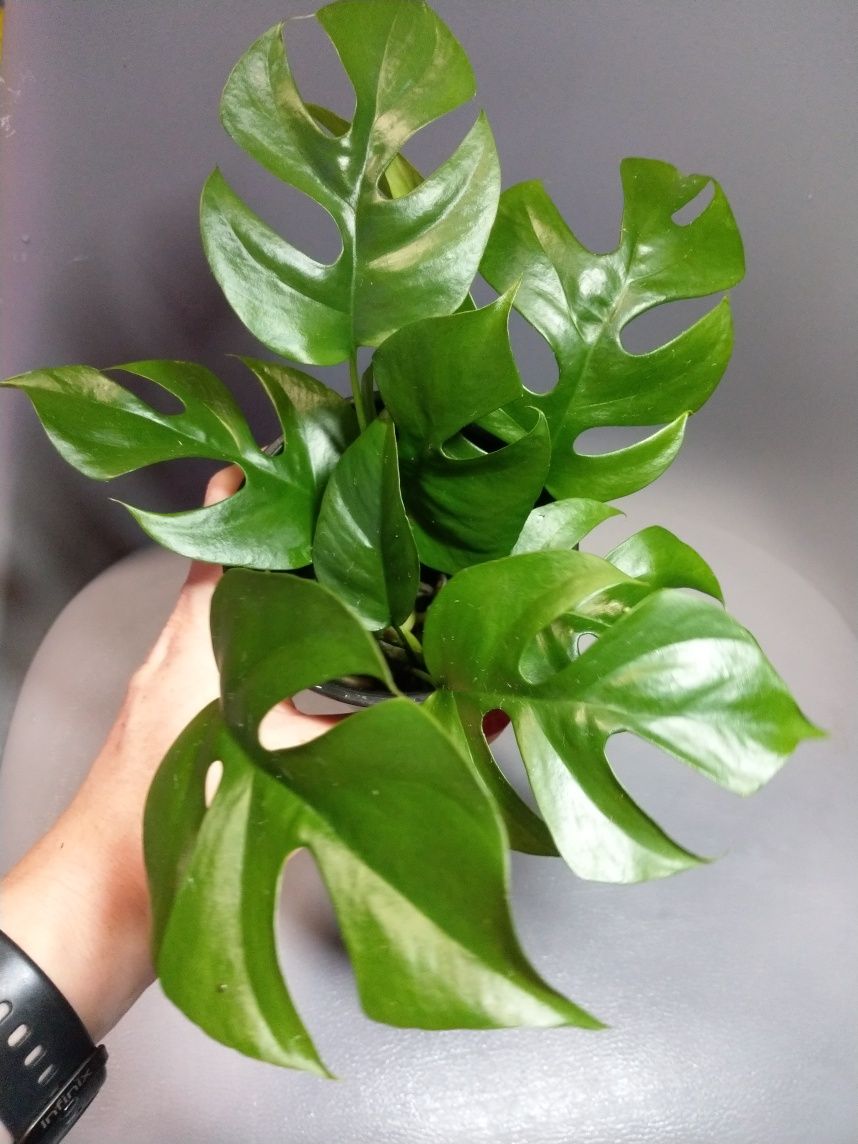 Rhapidophora Tetrasperma Monstera Minima