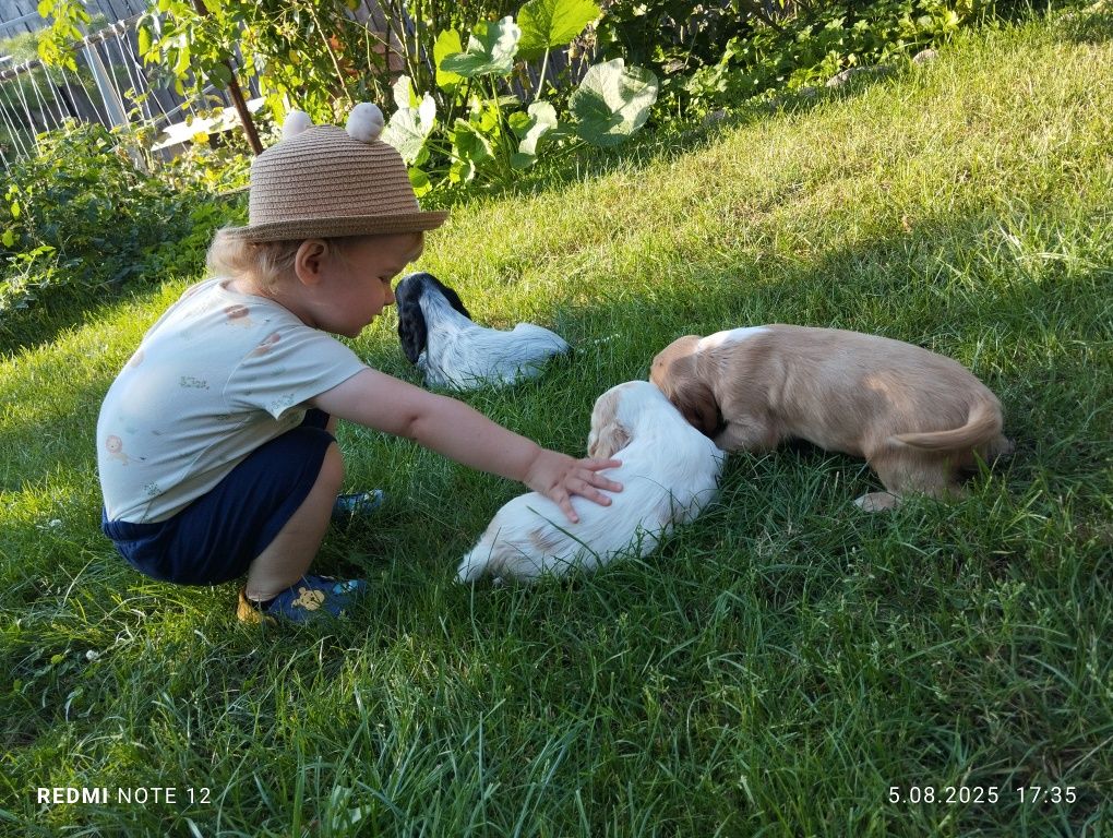 Piękny Piesek Cocker Spaniel