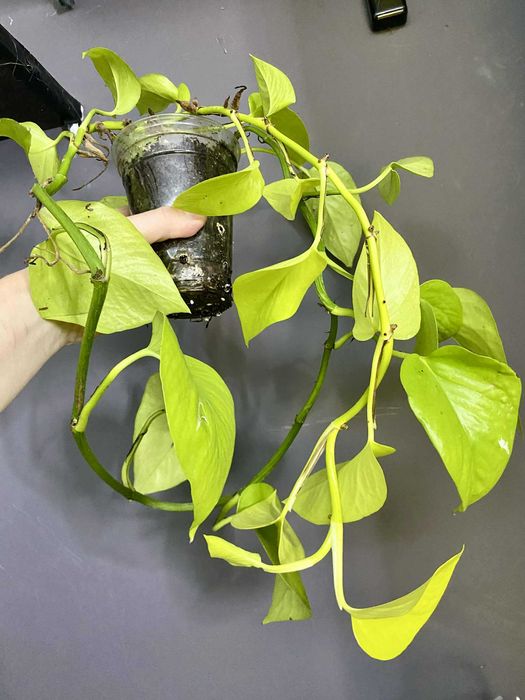 епіпремнум голден потос, голден фрейм, марбл квін, монстера адансоні