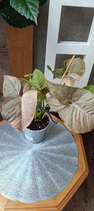 Syngonium Pink Doble Marble variegata