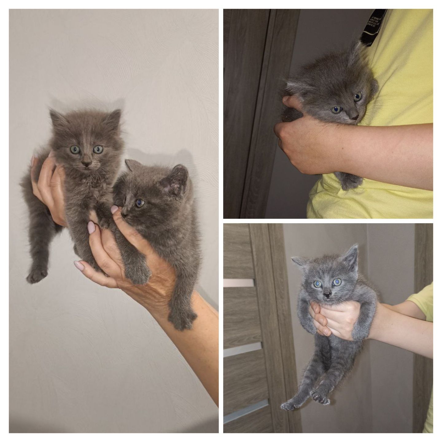 Отдам котят в хорошие руки