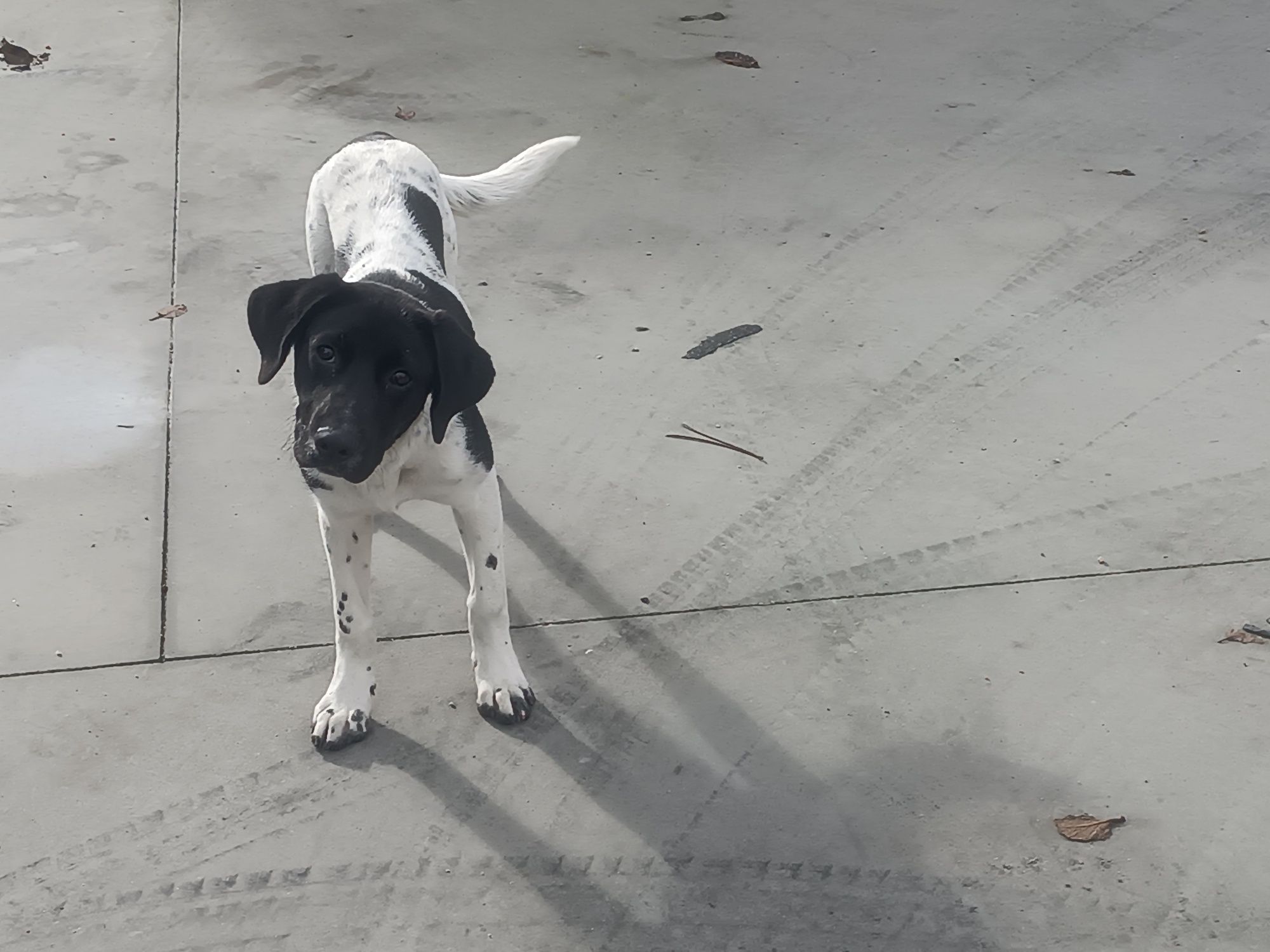 Cão para adopção