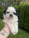 Piesek shih tzu.