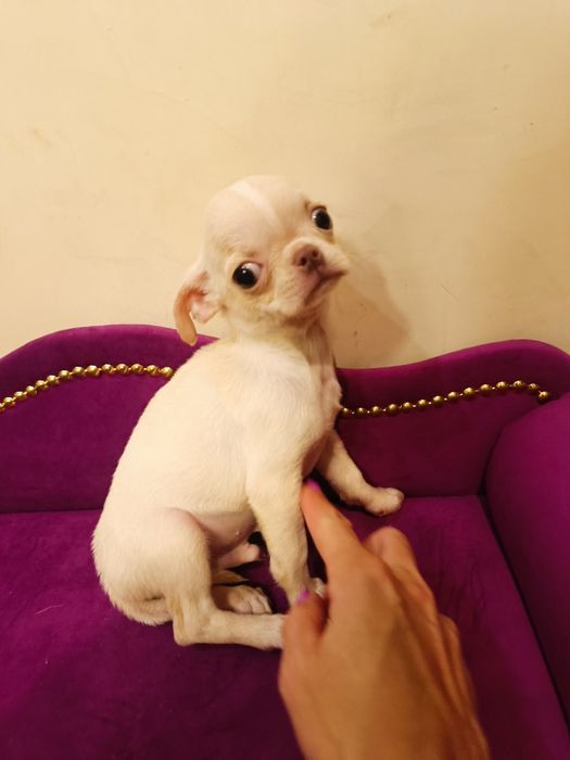 Chihuahua piękny chłopczyk gotowy do odbioru