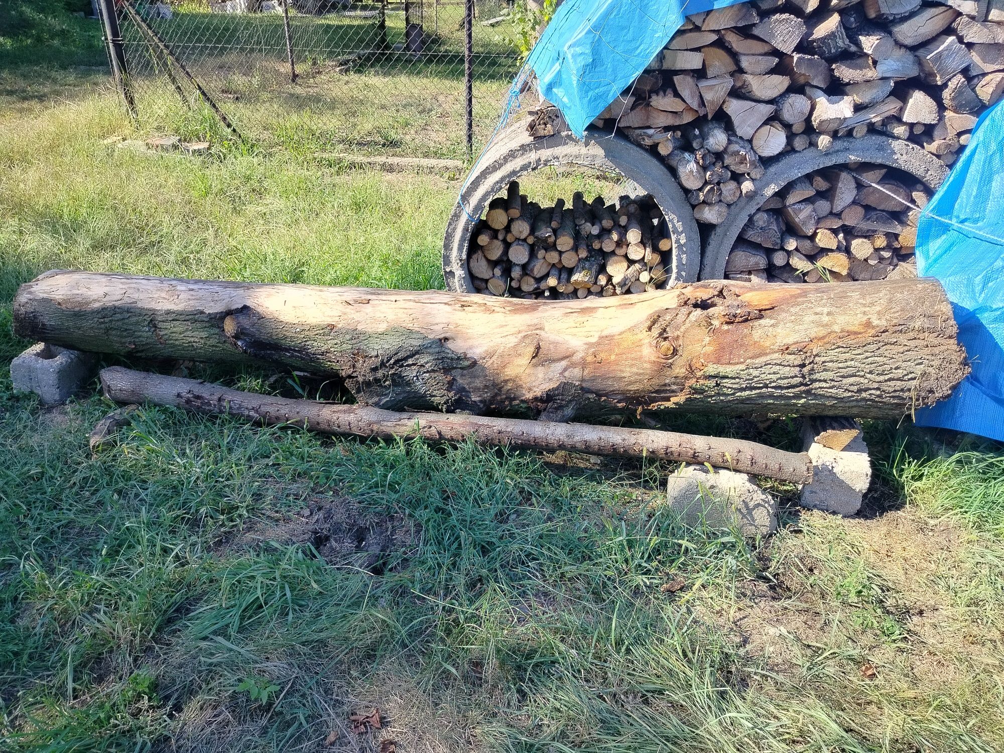 Drzewo dąb sprzedam