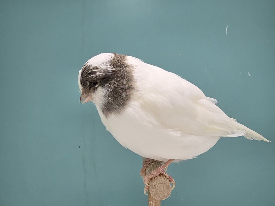 Gloster kanarek kanarki szafir szek 2025 samiec