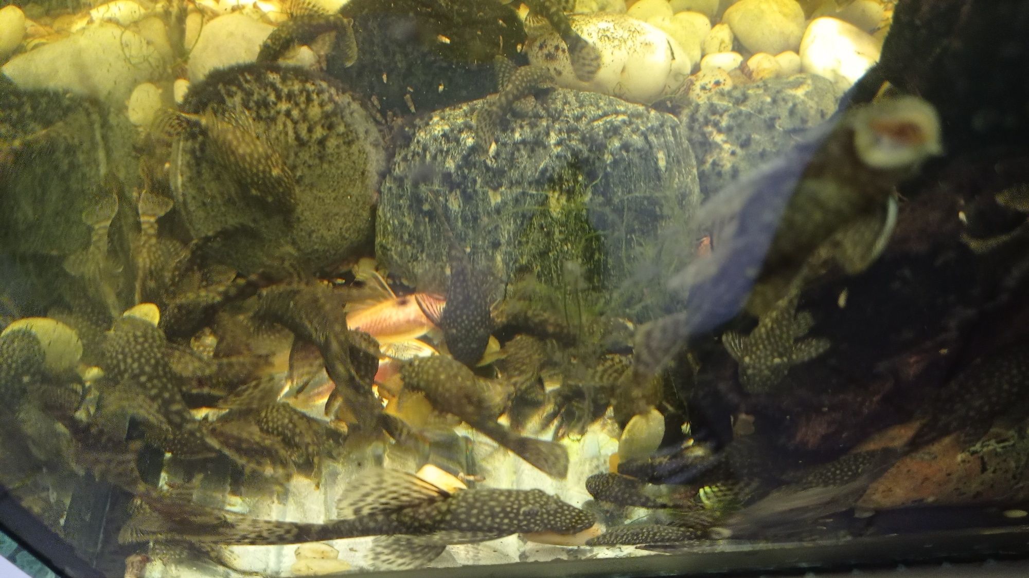 Glonojady ancistrus dolichopterus zbrojnik niebieski