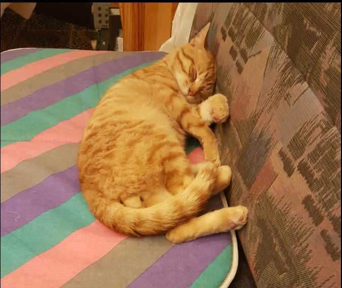 Znaleziony rudy kotek „Tygrys”– adopcja, najlepiej dom z ogródkiem