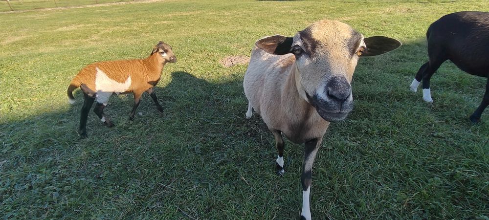 Owieczki  na sprzedaż
