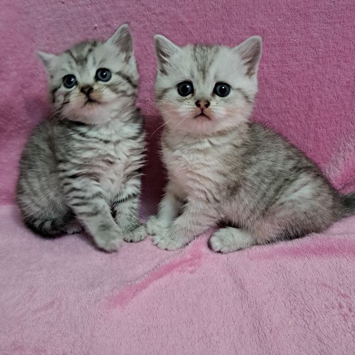 Кошенята.Шиншиловий віскас