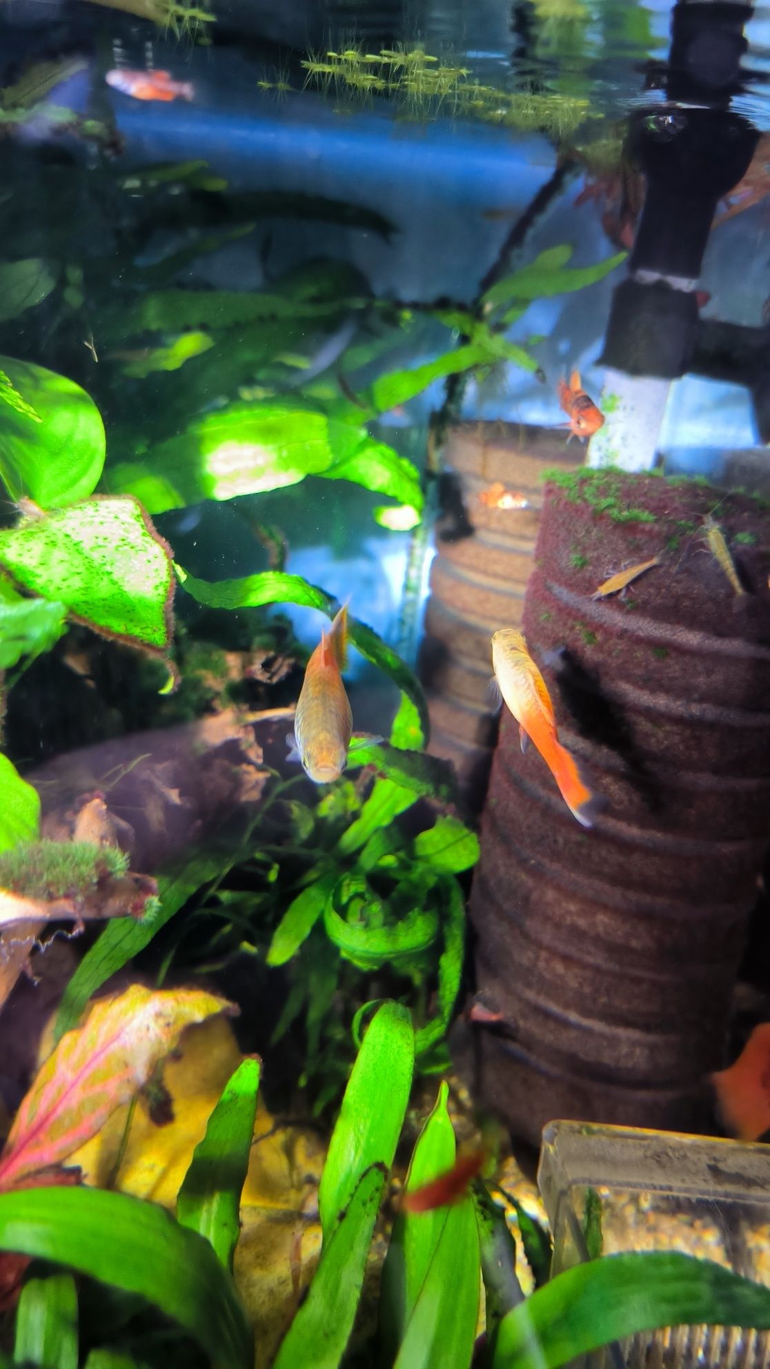 Peixe platy juvenil