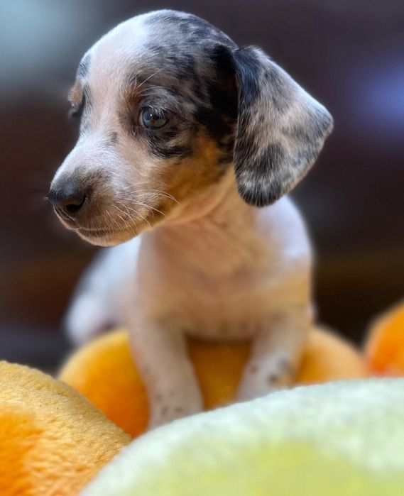 Jamnik miniaturowy piebald merle cudna sunia
