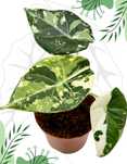 Alocasia Maharani Albo Variegata Ø-10cm H-15cm