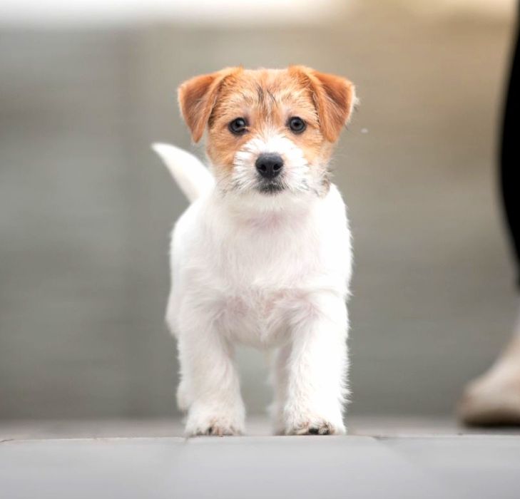 Przesłodki szorstkowłosy piesek - Jack Russell Terrier FCI