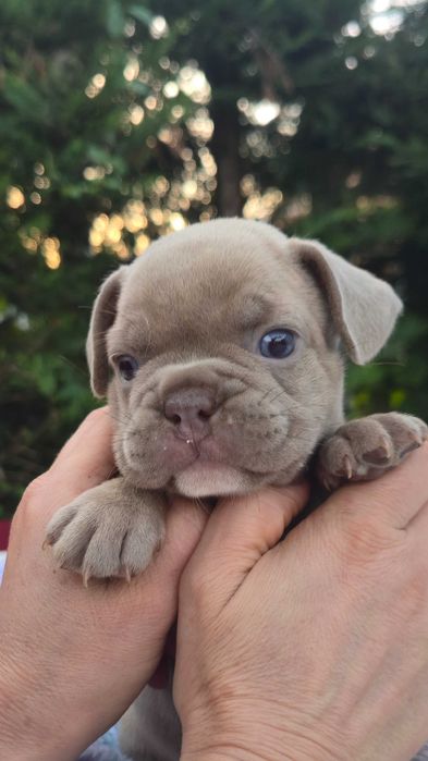 Bulldog Francês  Qualidade