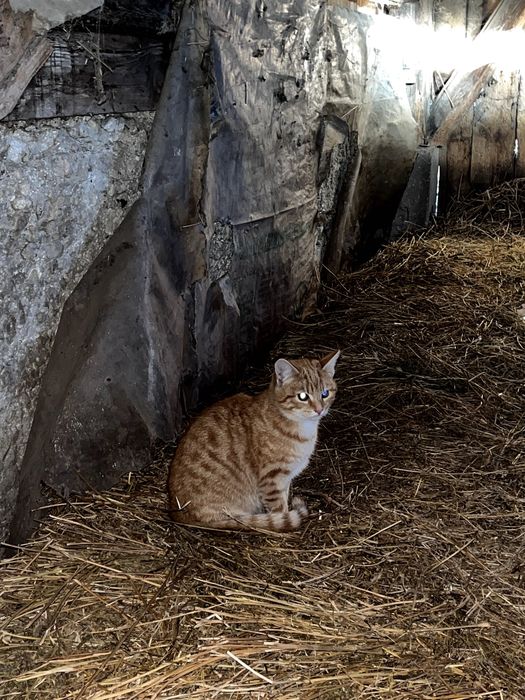 Młode śliczne kotki do oddania. Kot do adopcji.