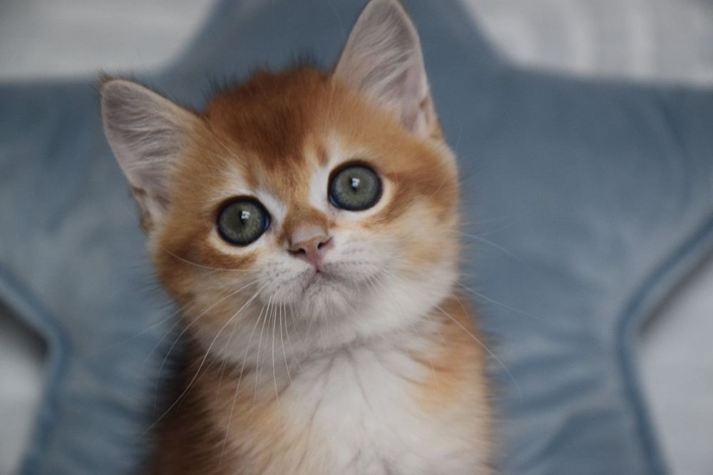 Gatinho Golden British Shorthair