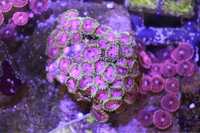 27 Zoanthus Fake Lime Chill Zoa  10 Glowek  Akwarium Morskie