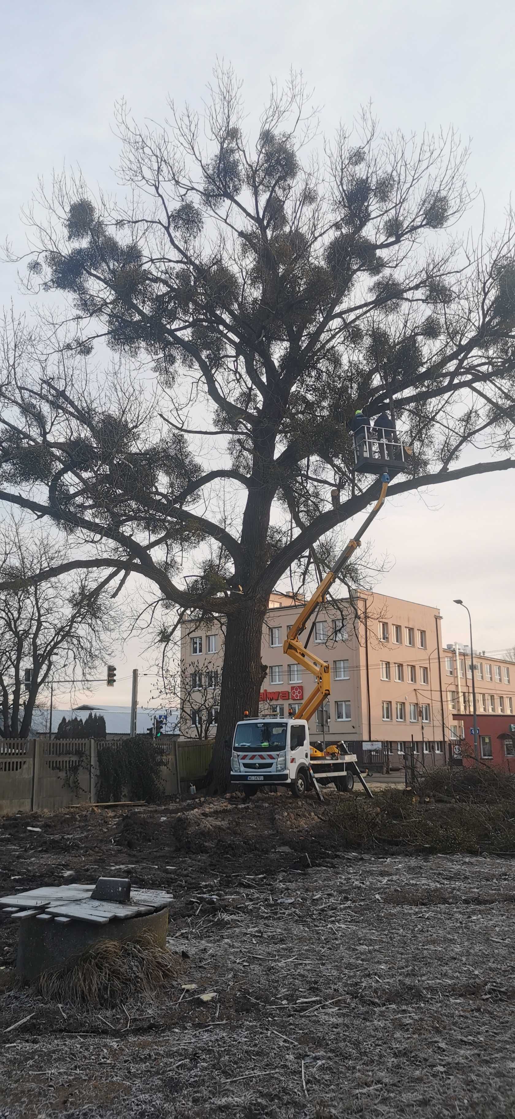 Kompleksowa wycinka drzew | Frezowanie karp, pni, korzeni