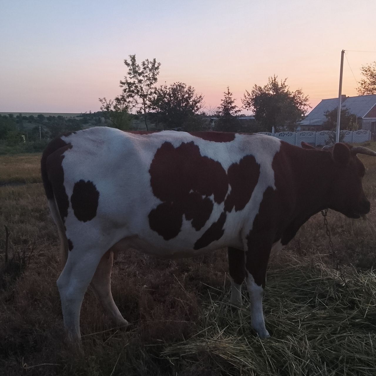 продам молоду корову